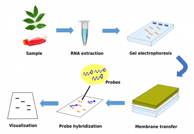 Northern Blot Service Tribioscience