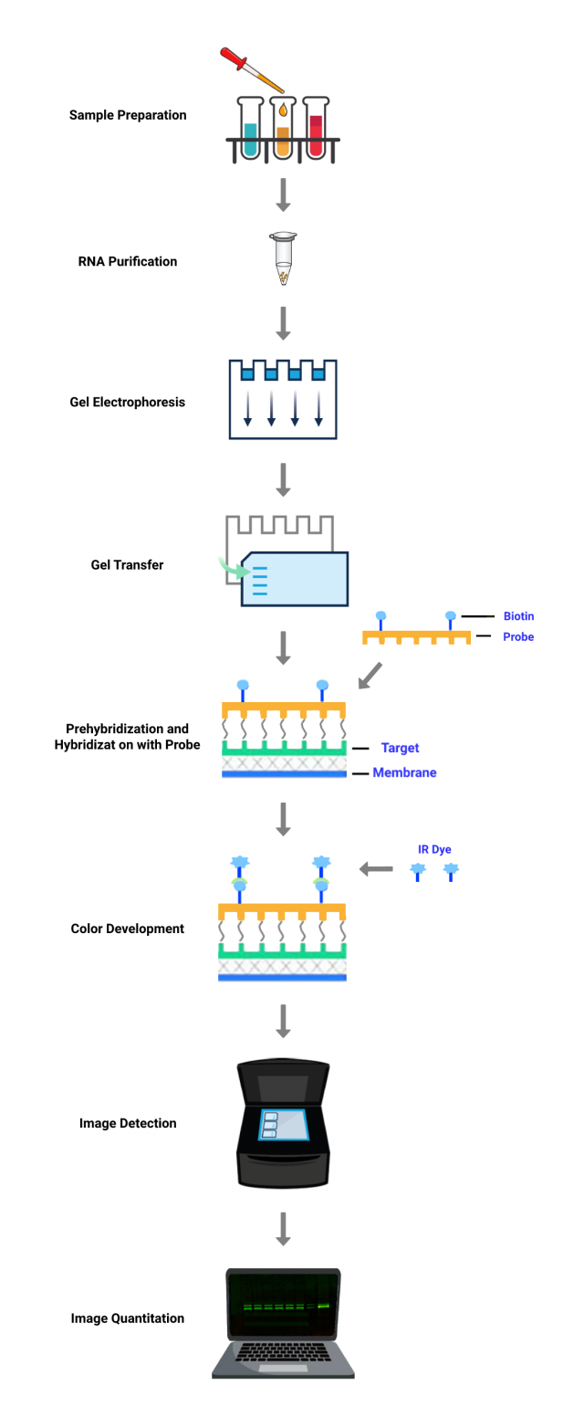 Northern Blot Service Tribioscience