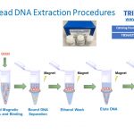 TBS-6025-Magnetic bead_DNA
