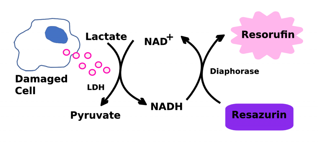 Ldh Cytotoxicity Assay Tribioscience 0154