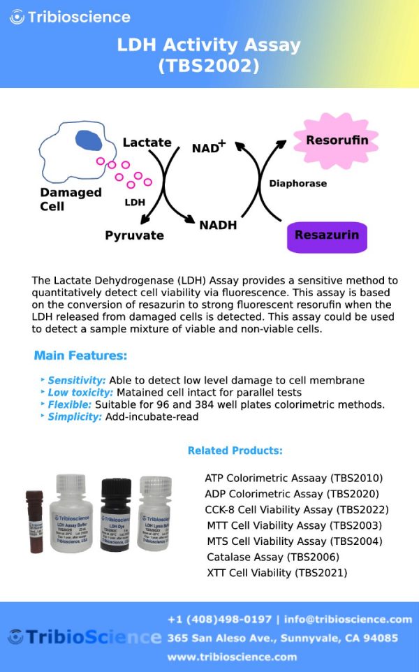 Ldh Cytotoxicity Assay Tribioscience 5864