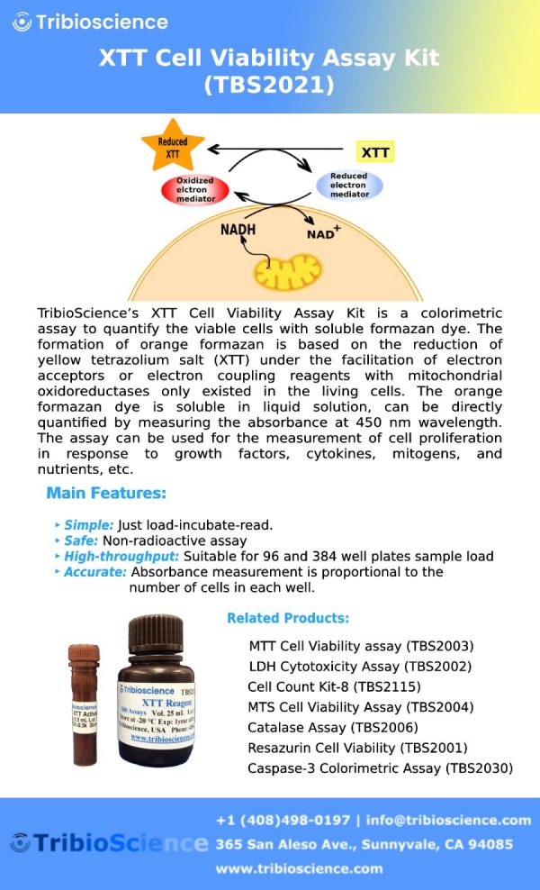 XTT Cell Viability Assay – Tribioscience