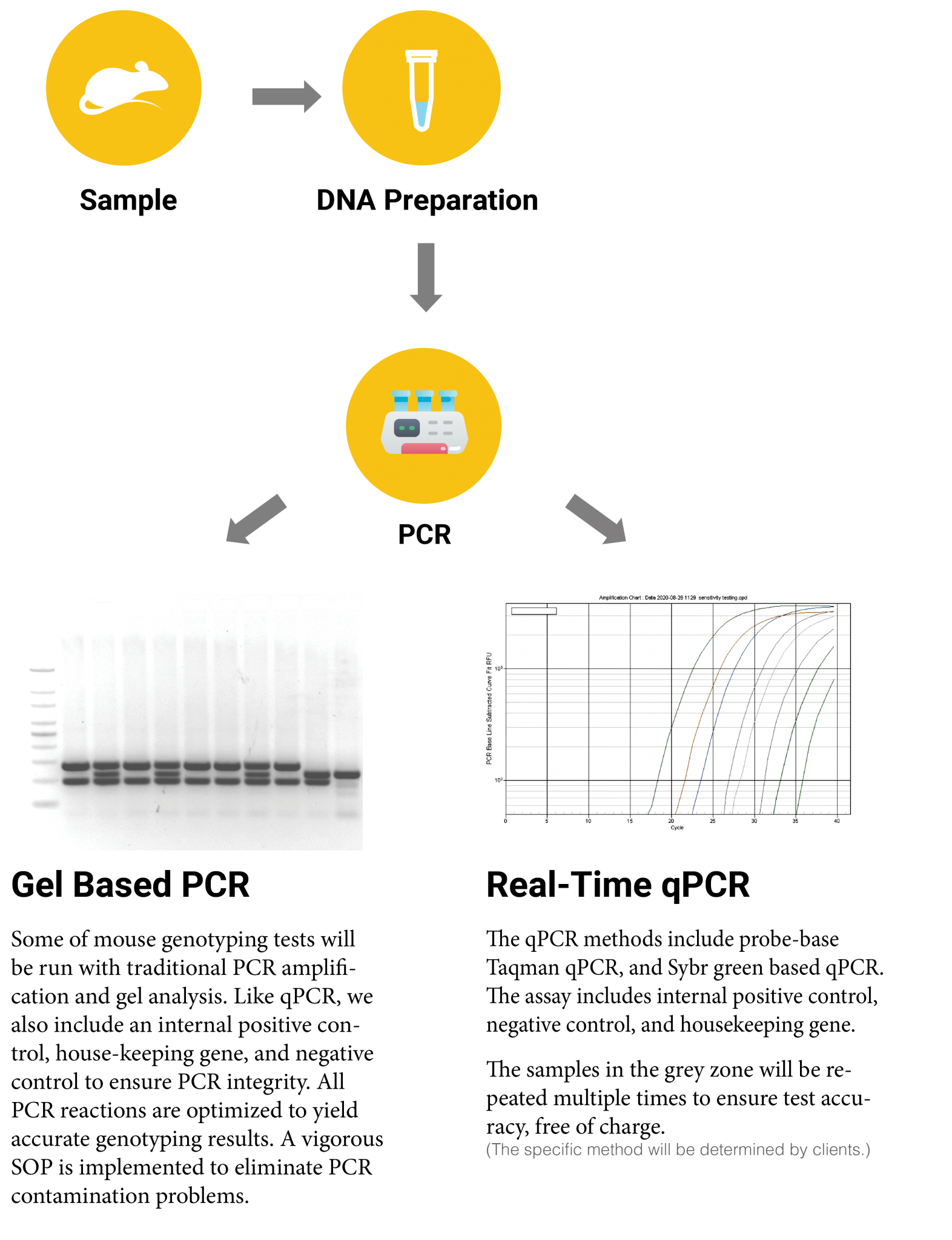 Mouse Genotyping Service – Tribioscience