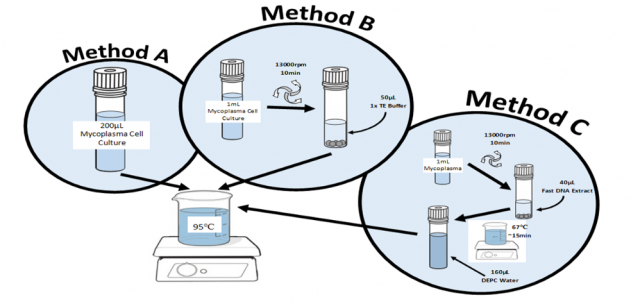 Mycoplasma Detection qPCR Kit (TBS42030) – Tribioscience