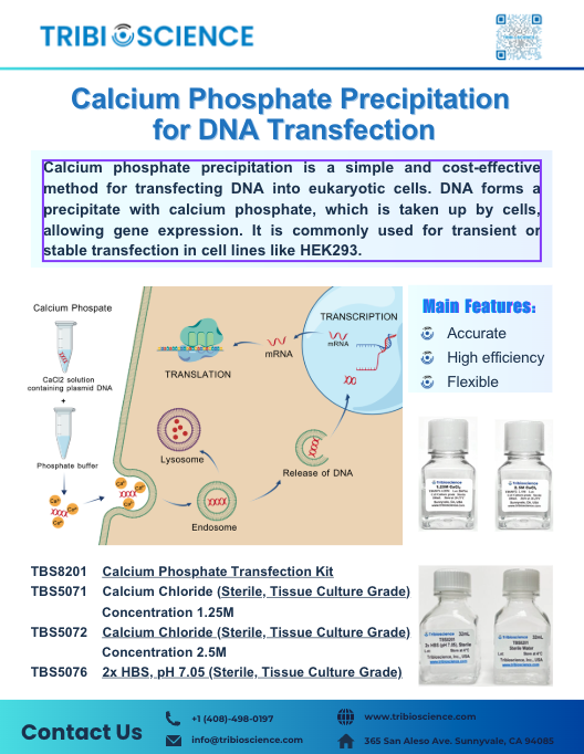 25. Calcium Phosphate Precipitation for DNA Transfection
